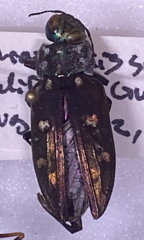 Chrysobothris octocola