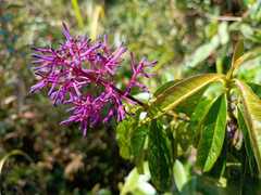 Palicourea angustifolia