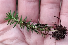 Petrosedum rupestre