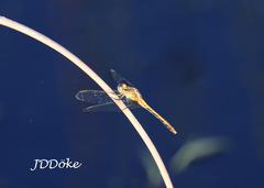 Erythrodiplax pallida