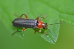 Cantharis pellucida