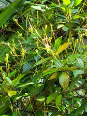 Gesneria pedunculosa