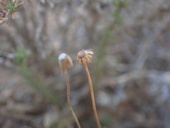 Felicia muricata