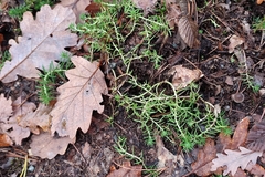 Petrosedum rupestre