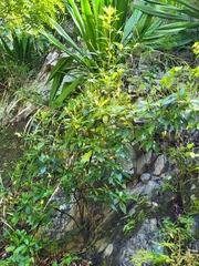 Gesneria pedunculosa