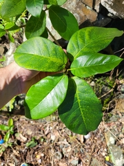 Ficus trigonata