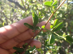 Searsia longispina