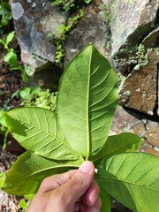 Ficus trigonata
