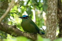 Momotus aequatorialis