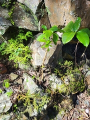 Ficus trigonata
