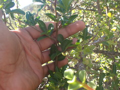 Searsia longispina