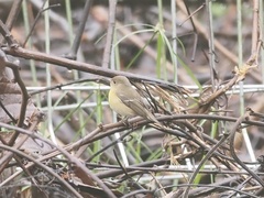 Ficedula mugimaki
