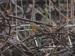 Ficedula mugimaki