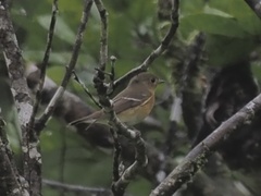 Ficedula mugimaki