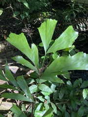 Caryota mitis