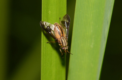 Chrysops vittatus