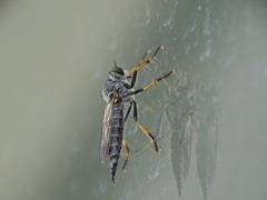 Neomochtherus geniculatus