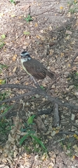 Pitangus sulphuratus