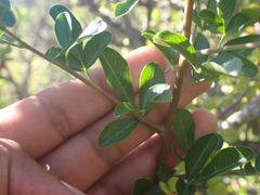 Searsia longispina