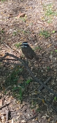 Pitangus sulphuratus
