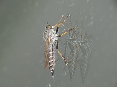 Neomochtherus geniculatus