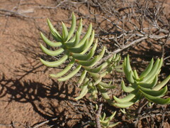 Crassula tetragona