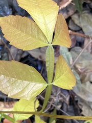 Paullinia pinnata