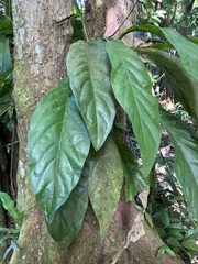 Anthurium crenatum