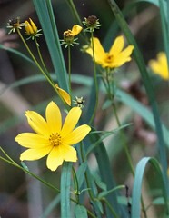 Bidens mitis