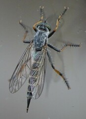 Neomochtherus geniculatus