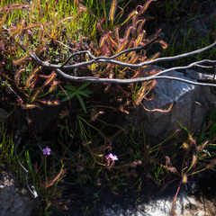 Drosera capensis