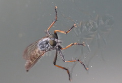 Neomochtherus geniculatus