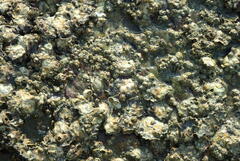 Saccostrea