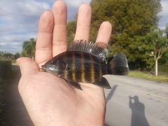 Heterotilapia buettikoferi