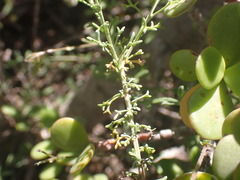 Pentzia incana