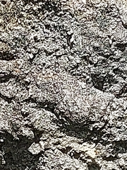 Tetragonisca angustula