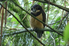 Pulsatrix perspicillata