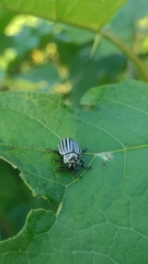 Leptinotarsa undecimlineata