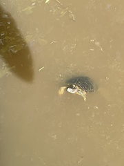 Trachemys stejnegeri