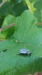 Leptinotarsa undecimlineata