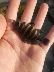Heterotilapia buettikoferi
