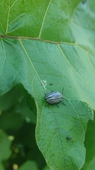 Leptinotarsa undecimlineata