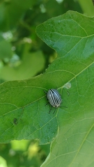 Leptinotarsa undecimlineata