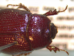 Tomarus neglectus