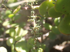 Pentzia incana