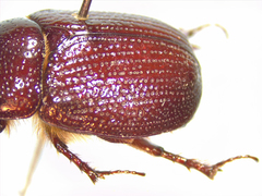 Tomarus neglectus