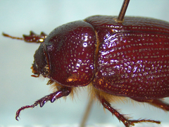 Tomarus neglectus