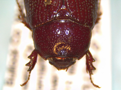 Tomarus neglectus