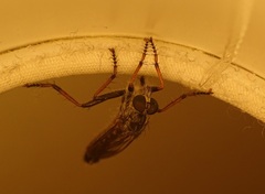 Neomochtherus geniculatus