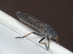 Neomochtherus geniculatus